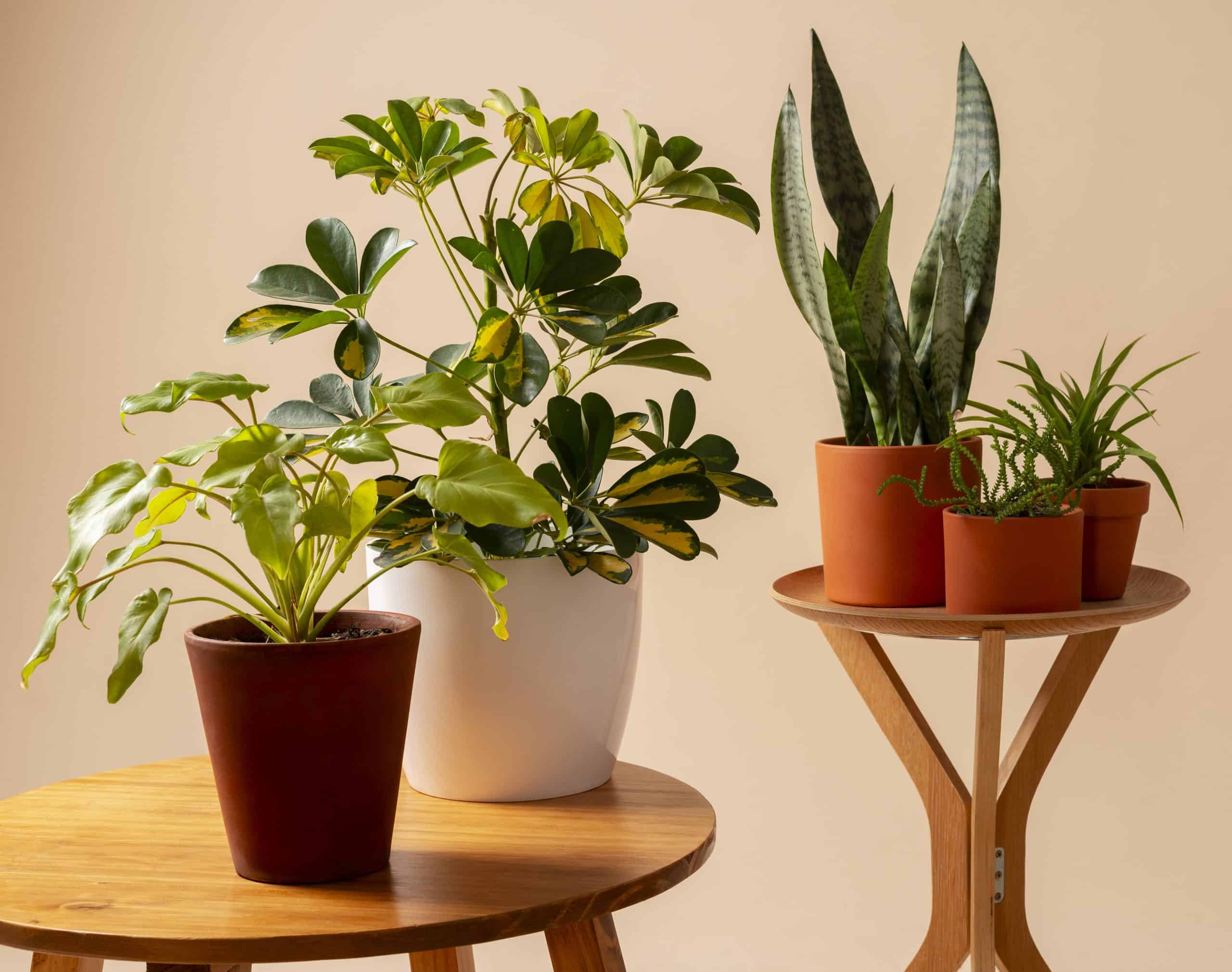 Plantas de interior en decoración