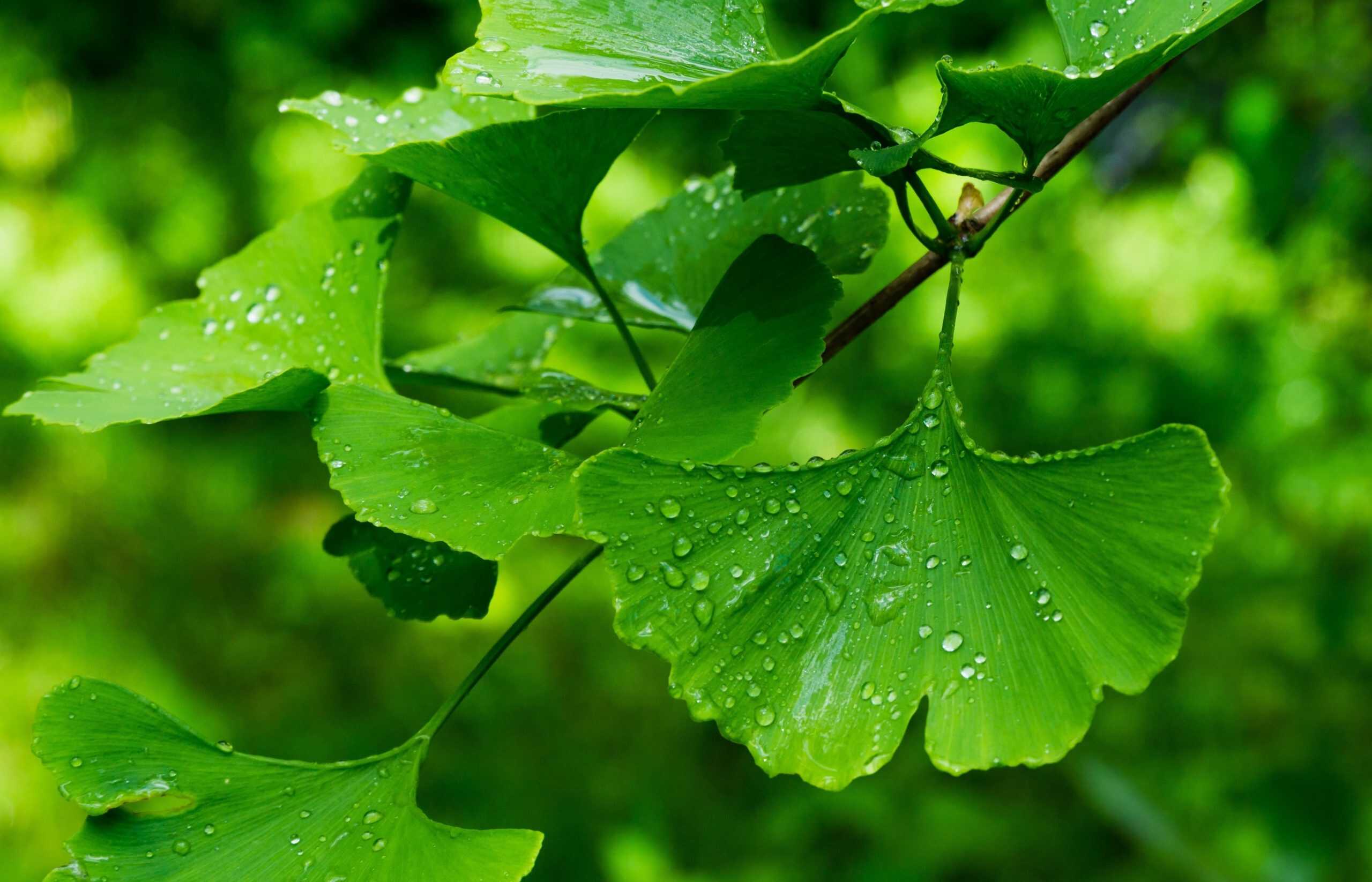 Hoja de ginkgo seca con cuerpo sólido