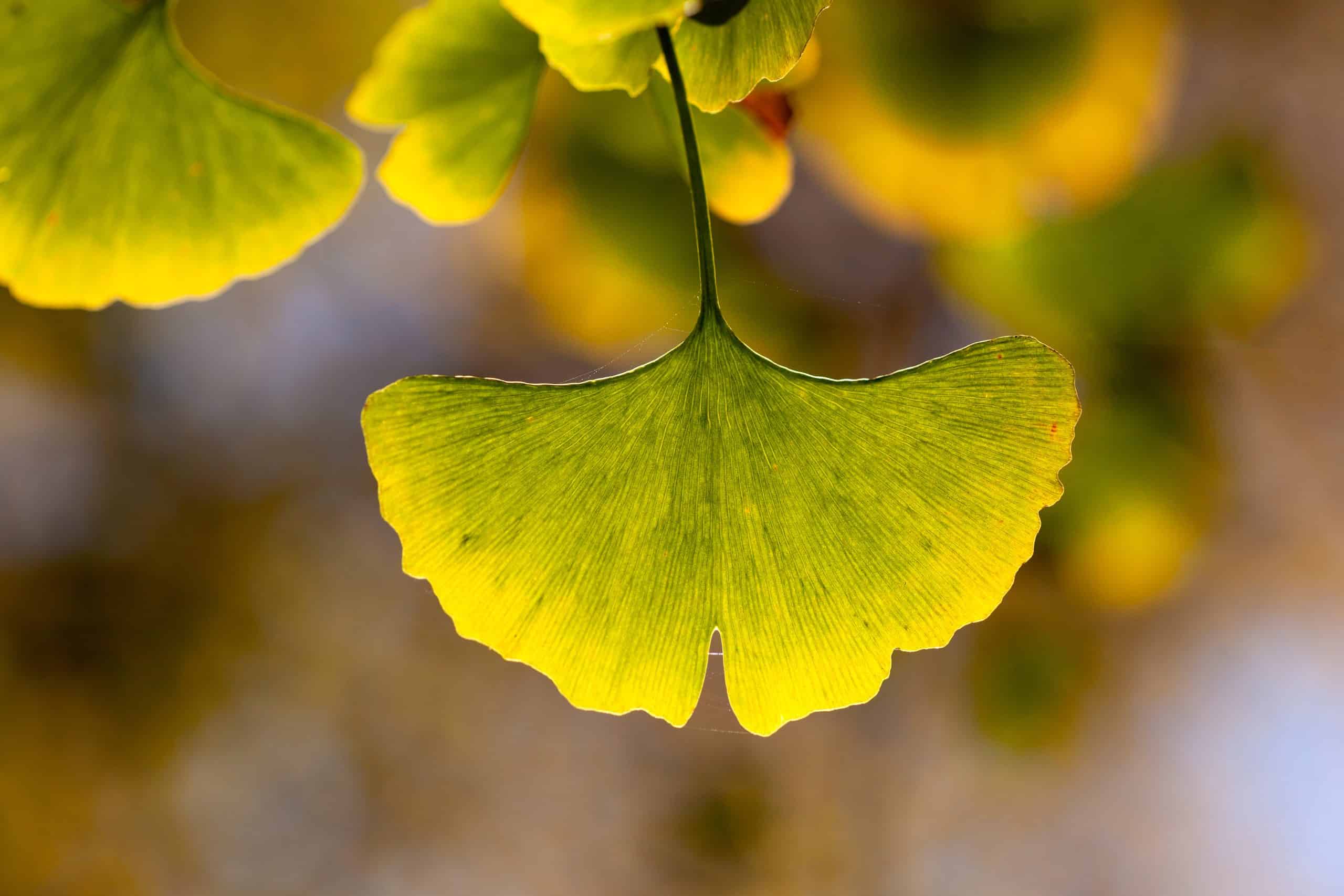 Hoja seca de ginkgo translúcida y texturizada