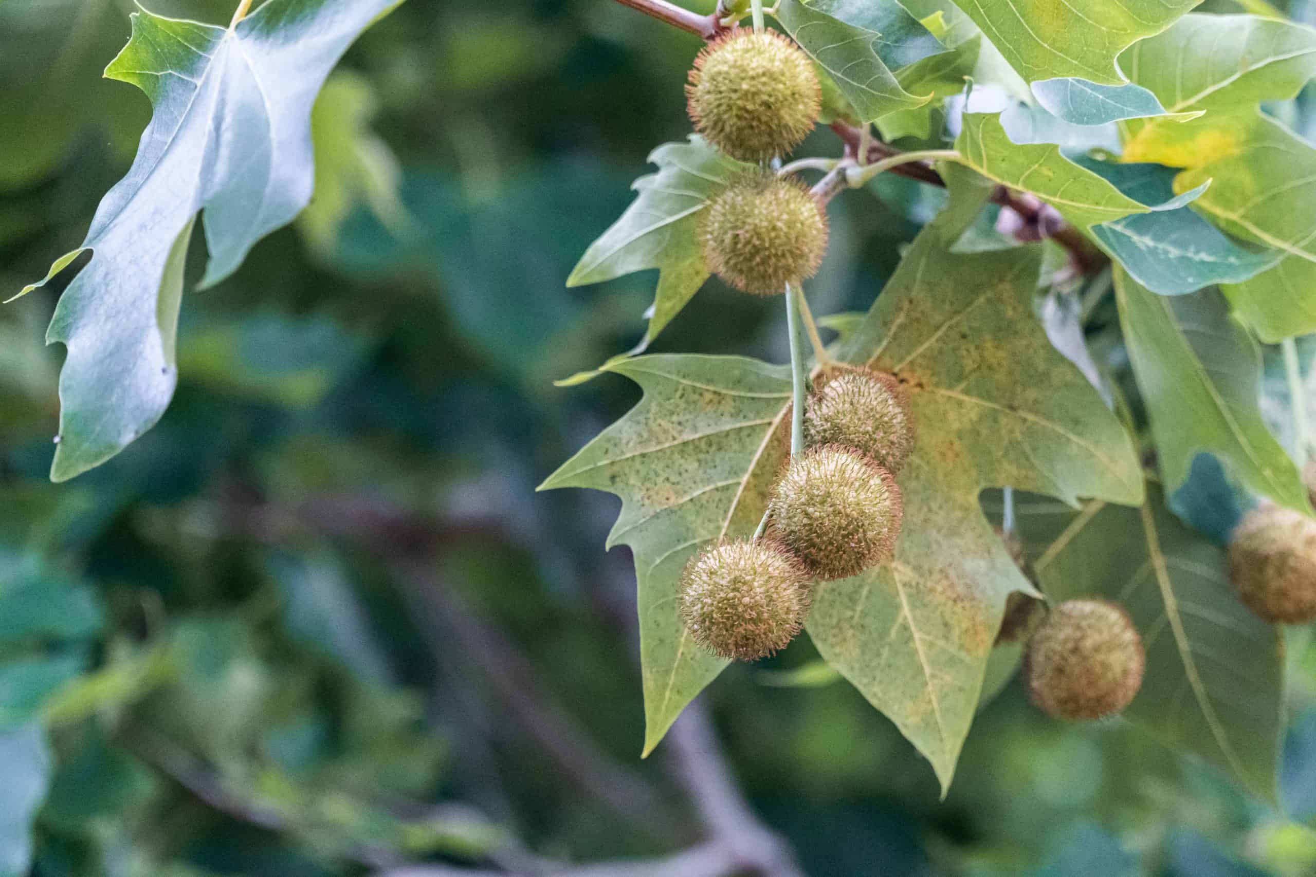 Textura y lóbulos de una hoja grande de plátano de sombra