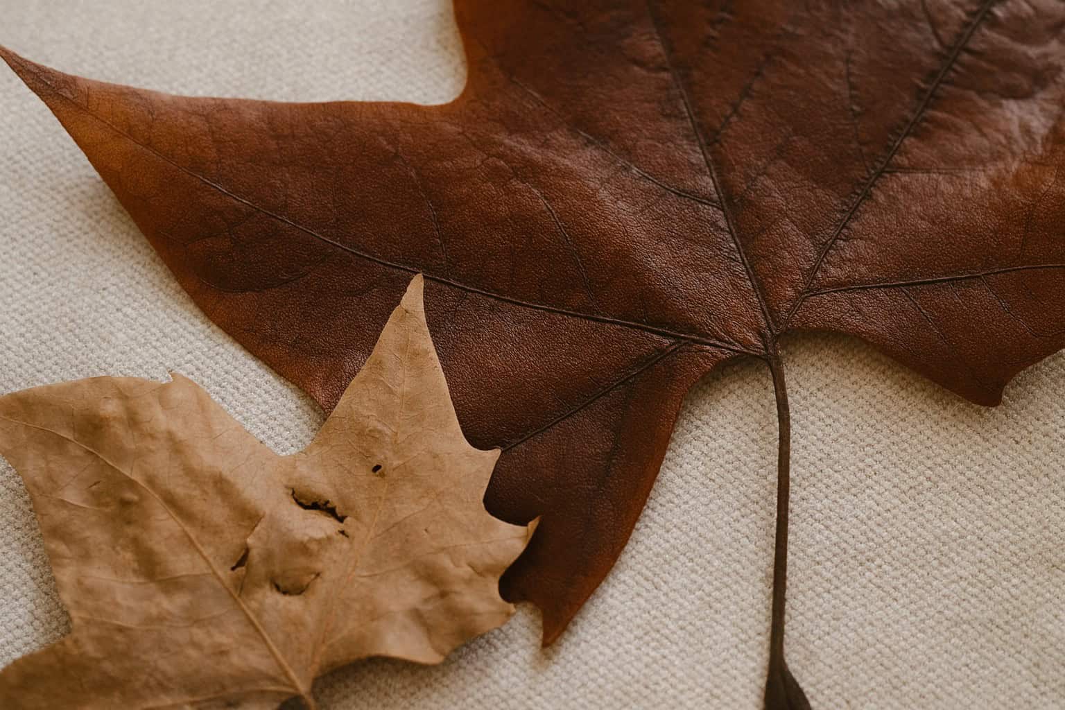 Detalle de hojas secas preservadas con estética Wabi-Sabi y técnicas de conservación natural