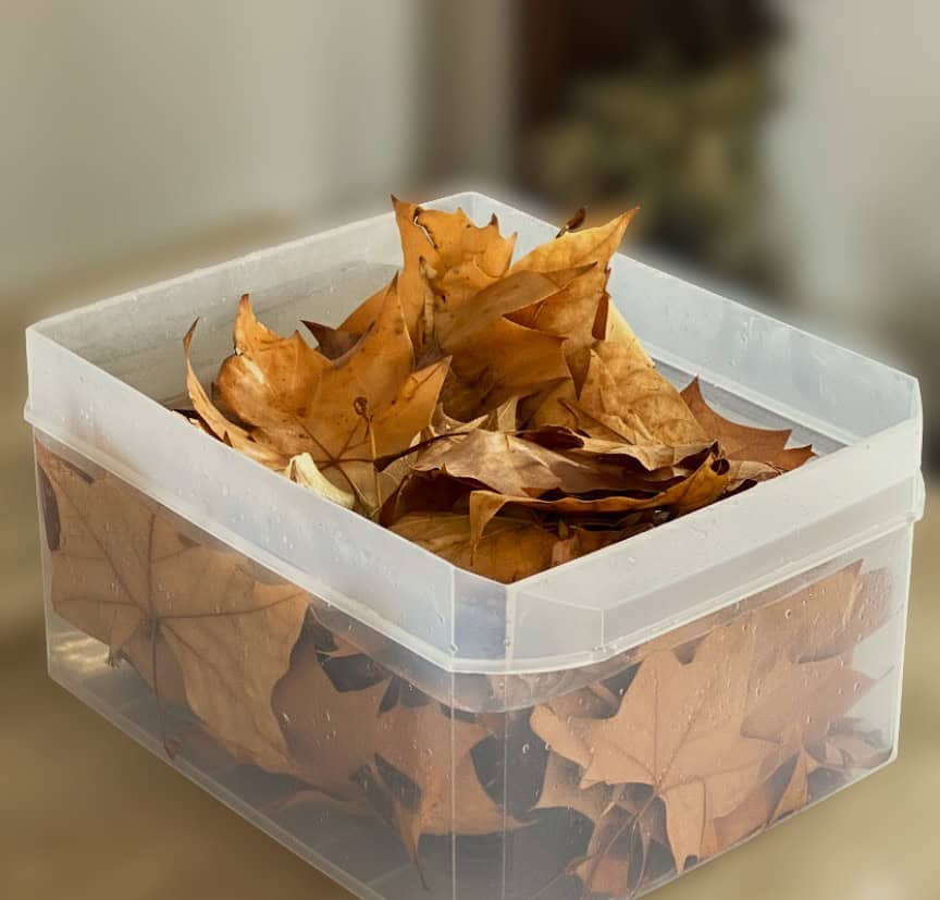 Hojas naturales reposando en baño de conservación artesanal