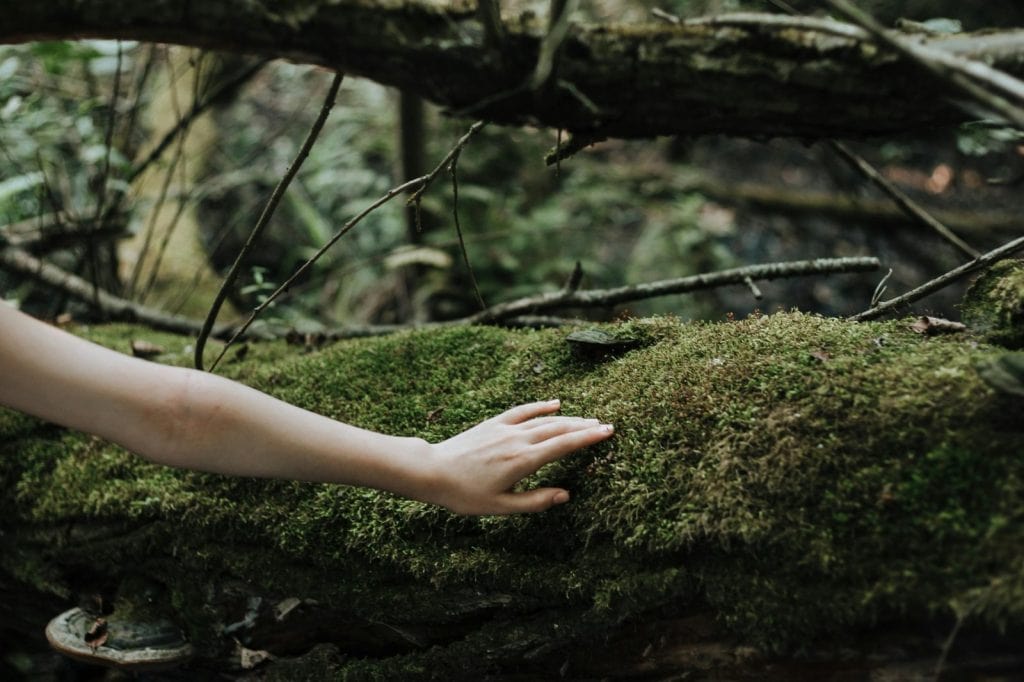 Mano rozando suavemente un tronco cubierto de musgo en un bosque sombrío