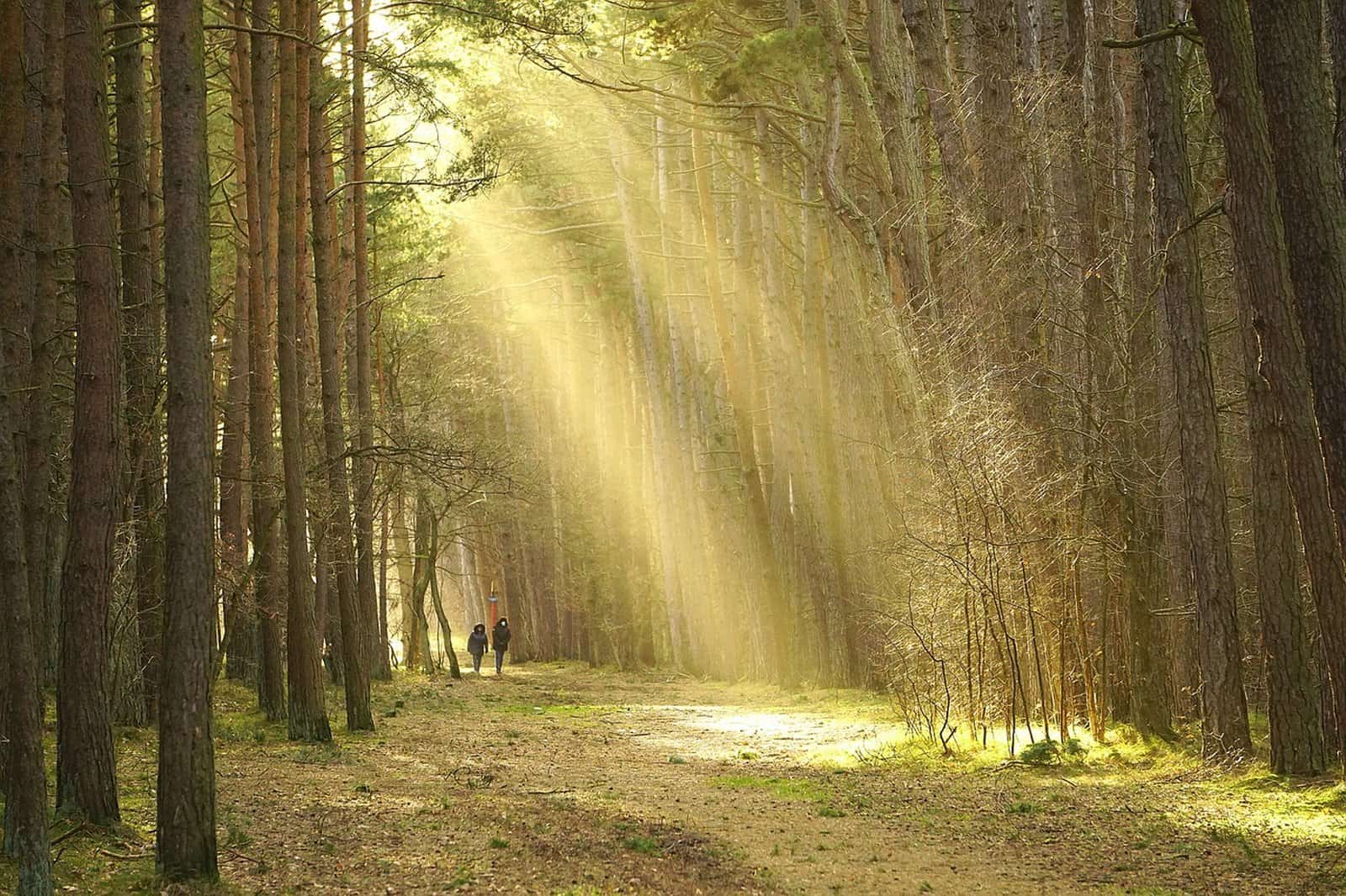 Dos personas caminando entre árboles altos bajo una luz dorada que atraviesa el bosque