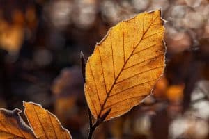 autumn leaf in a warm forest setting