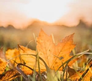 Close-up of a fallen autumn leaf on the grass, illuminated by soft sunset light, capturing the delicate beauty of nature’s cycles.